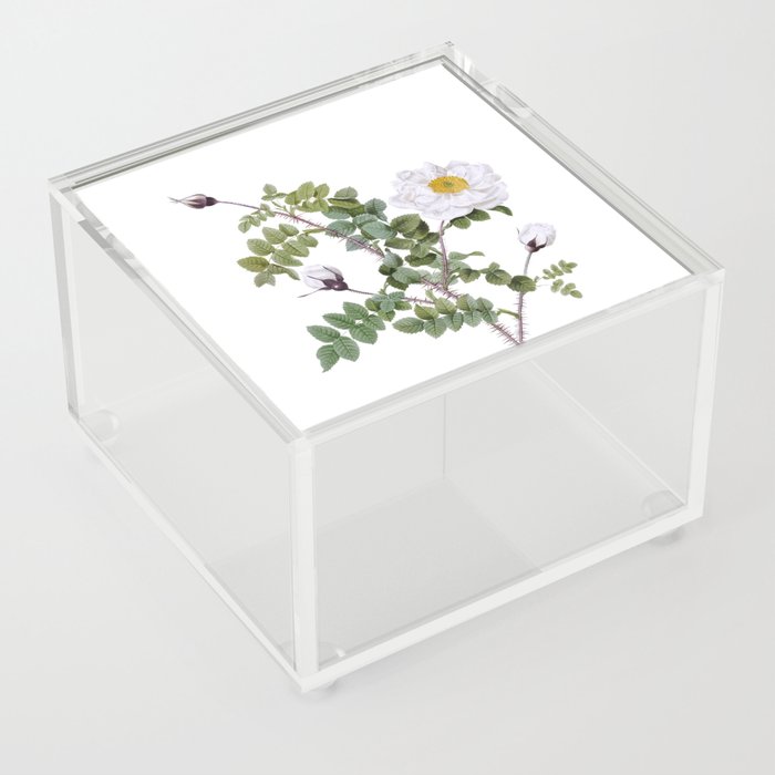 Vintage White Burnet Roses Botanical Illustration on Pure White Acrylic Box