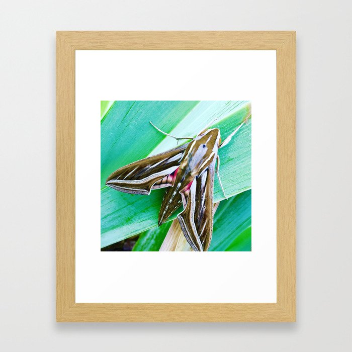 Vine Hawk moth Framed Art Print