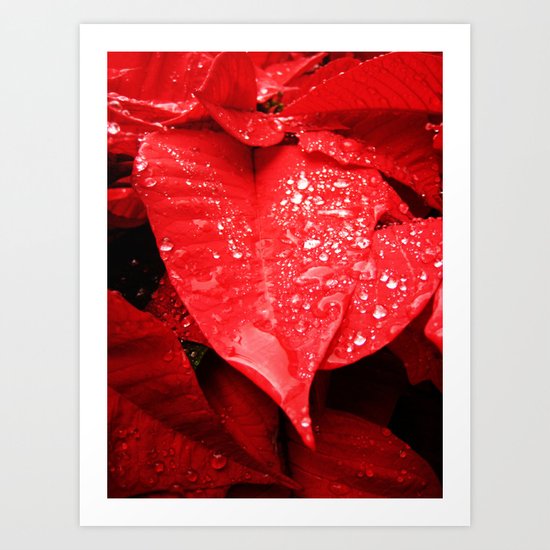Poinsettia Art Print