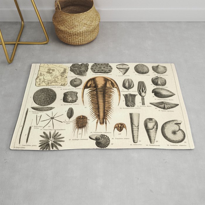 Fossil Chart Rug