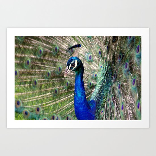 Peacock Art Print