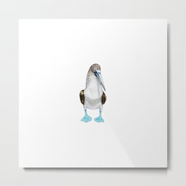Blue Footed Booby Metal Print