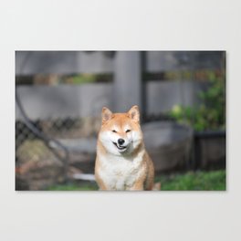 Shiba inu Canvas Print