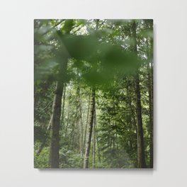 Beautiful Forests on Vancouver Island in Canada Metal Print | Forest, Outdoors, Canada, Britishcolumbia, Pinetrees, Camping, Pine, Color, Bc, Trees 