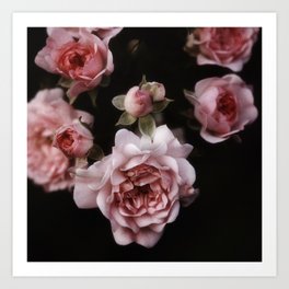 Rose Garden XI Art Print