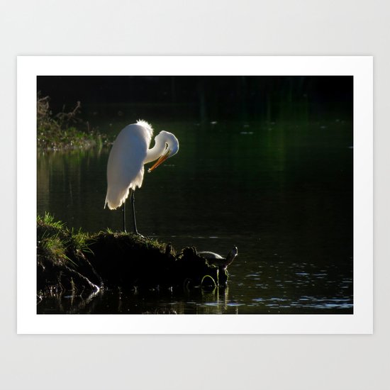 Egret at Evening Art Print