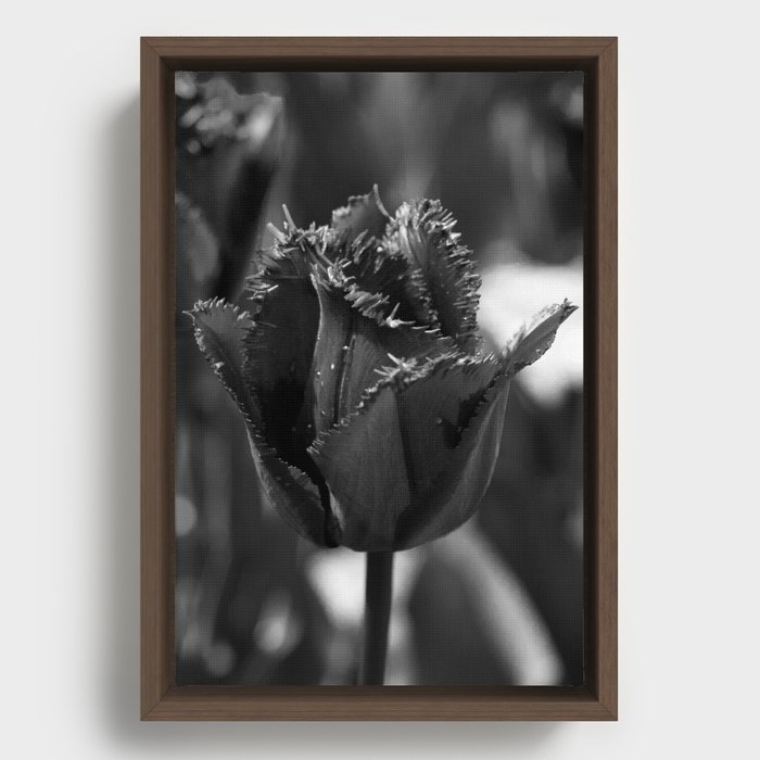 Tulip Festival 2022: Roozengaarde Framed Canvas