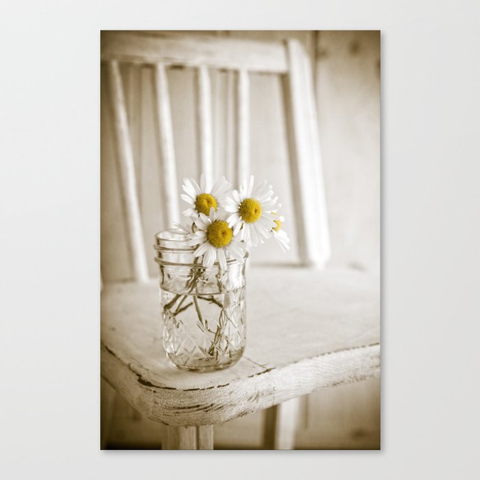 Simple White Daisy Flowers Canvas Print