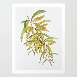 Australian Wattle Flower, Illustration Art Print