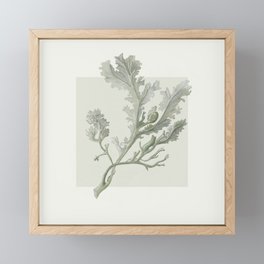Seaweed - coastal home collection Framed Mini Art Print