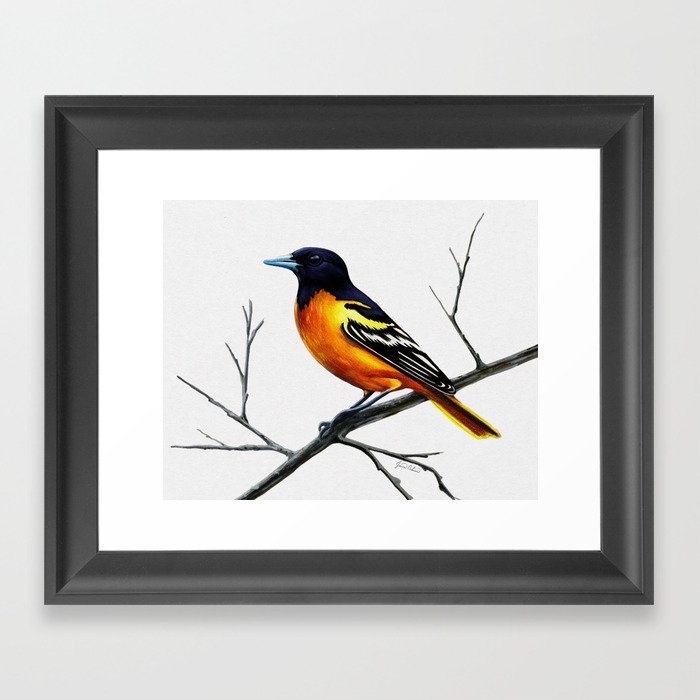 Baltimore Oriole Framed Art Print