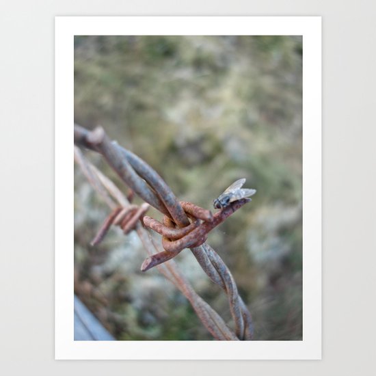 Fly Meets Barbed Wire Art Print