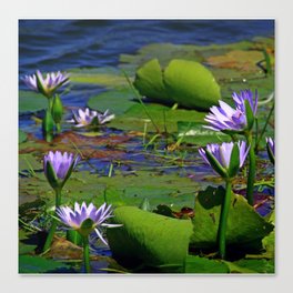South Africa Photography - Lily Leaves And Flowers In The Water Canvas Print