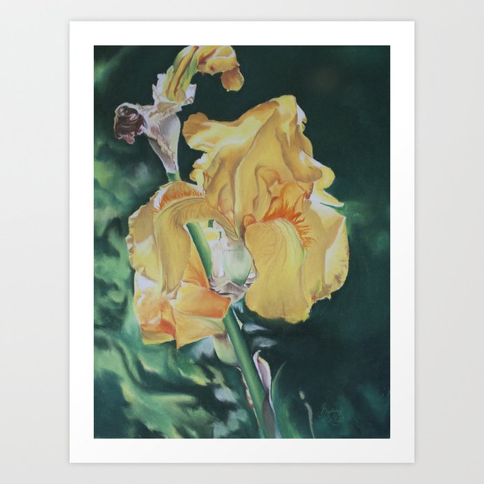 Iris Yellow Sunshine Art Print