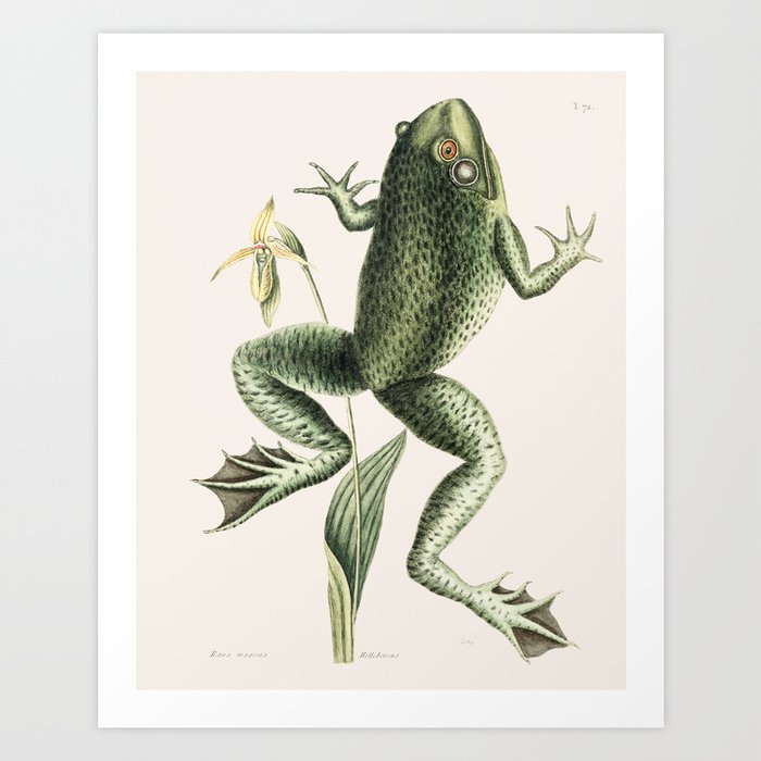 Bull Frog Art Print