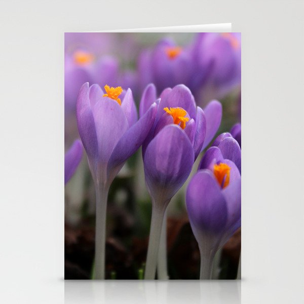 A Pair of Pretty Purple Crocus Stationery Cards