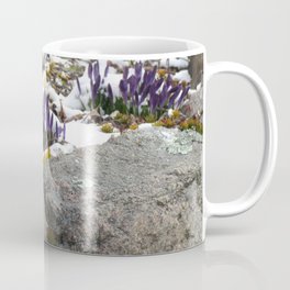 Crocus Grow Through Snow And Angelina Stonecrop Sedum Coffee Mug