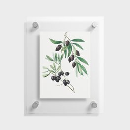 Olive (Olea europaea) by Pierre-Joseph Redouté Floating Acrylic Print