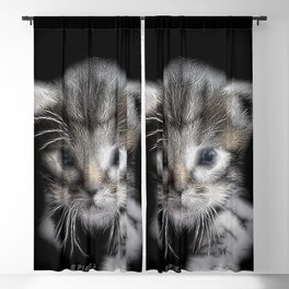 Spiked Grey Kitten Blackout Curtain