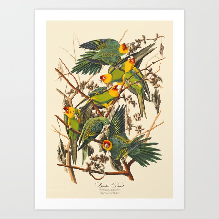 Vinatge Birds Carolina Parrot Art Print