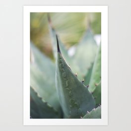 Agave Patterns Art Print