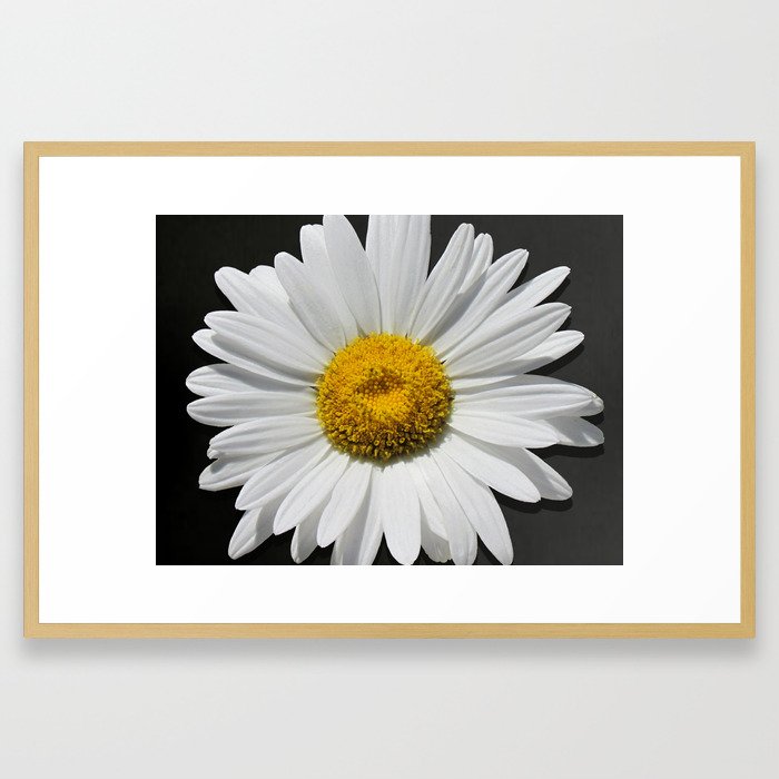Contemporary White Daisy on Grey Pop Of Yellow Art A490 Framed Art Print
