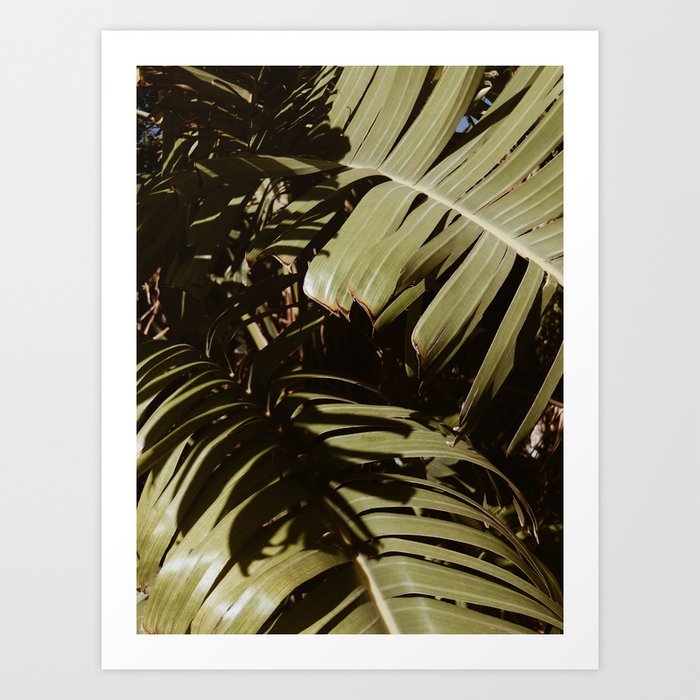 Palm Leaf Tropical Summer Shadow Art Print
