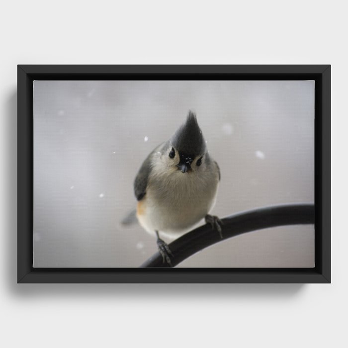 Snowy Tufted Titmouse Framed Canvas
