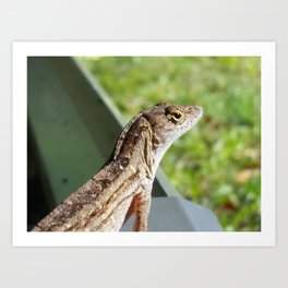 Brown Anole photo - garden lizard sunning itself Art Print