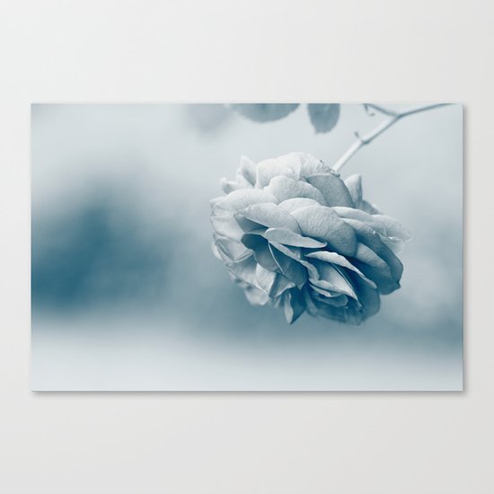 Romantic Rose - JUSTART © Canvas Print