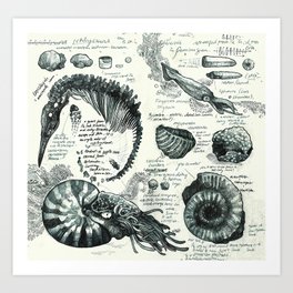 Sketchbook - Fossils Art Print