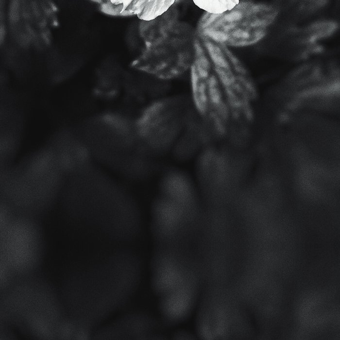 Minimalistic black and white flower petal Leggings by pldesign Society6