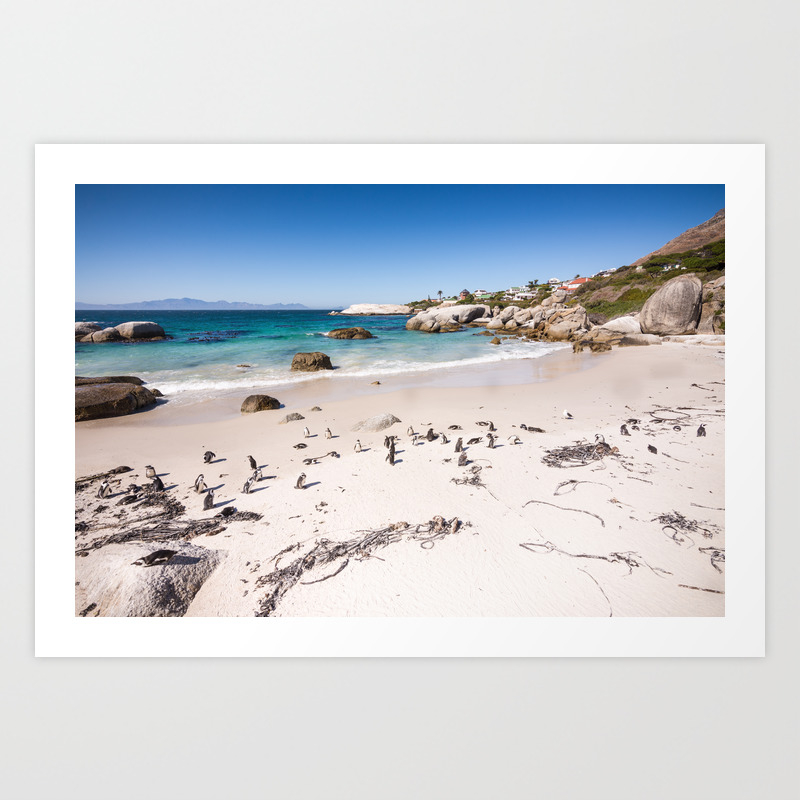 Penguins On Boulders Beach In Cape Town South Africa Art Print By Bradleyhebdon Society6