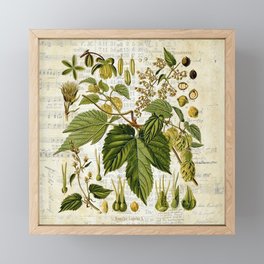 Common Hop Botanical Print on Vintage almanac collage Framed Mini Art Print