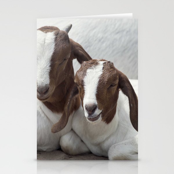 Two Young Boer Goats Resting  Stationery Cards