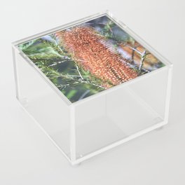 Banksia Acrylic Box