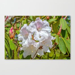 The Lost Gardens of Heligan - White Rhododendron Canvas Print