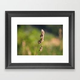 Mountain Grass Framed Art Print