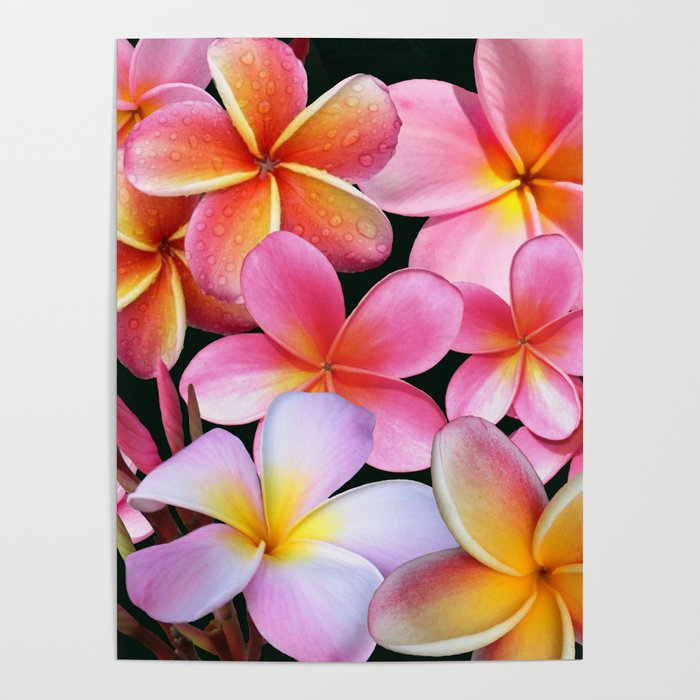 Pink Plumerias Poster