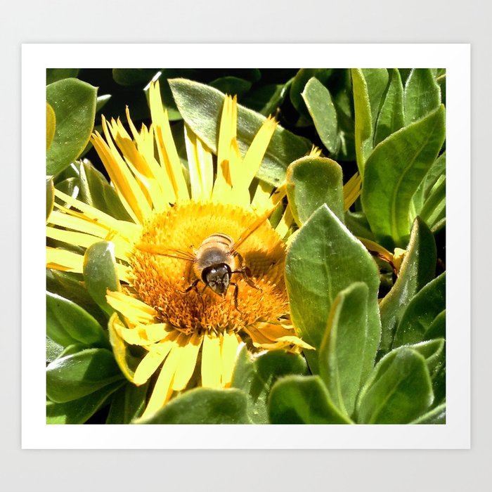 A bee eager to fly Art Print