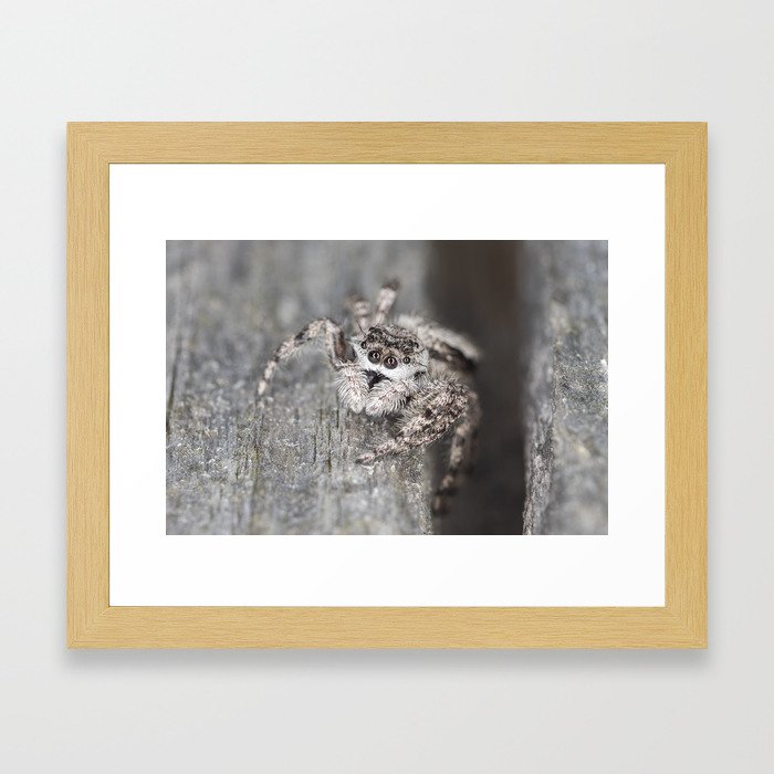 Jumping Spider Framed Art Print