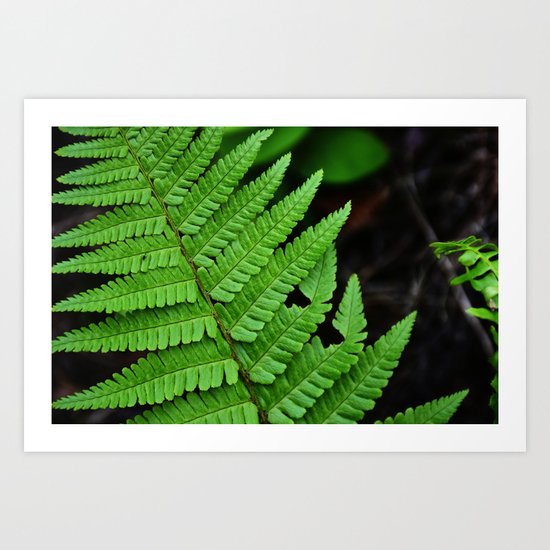 Bright Green Fern in the Forest Art Print