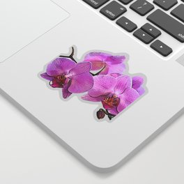 orchid flower minimalist minimal Sticker