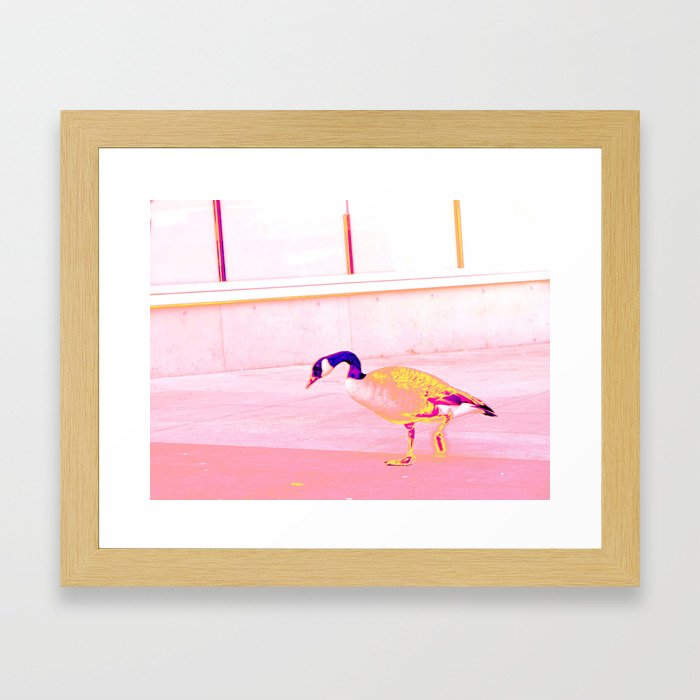Canadian goose Framed Art Print