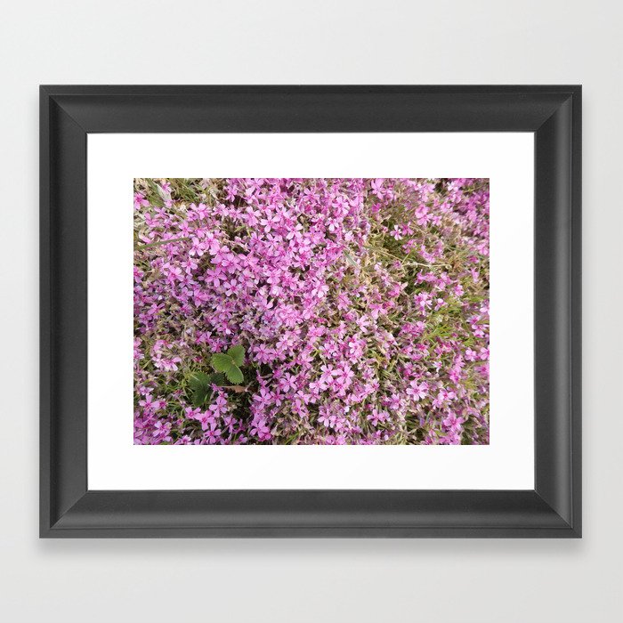 MINIATURE PHLOXES IN THR GARDEN Framed Art Print