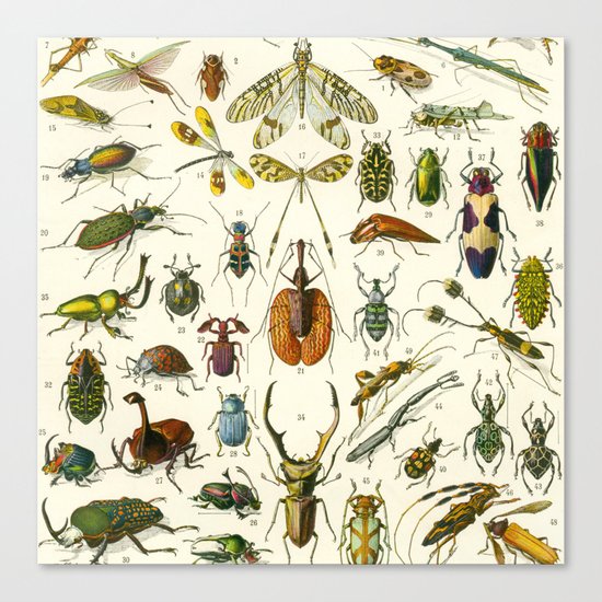 Bugs Canvas Print