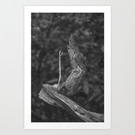 Sprouting Root Art Print