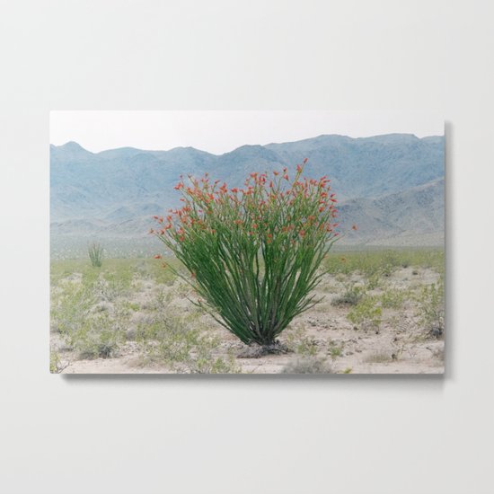 Ocotillo Plant (Anza Borrego Desert, California) Metal Print