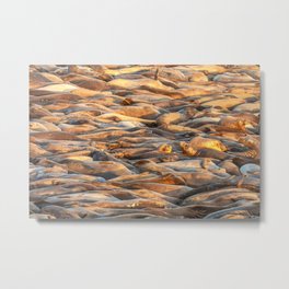 Sleeping Seals 2 Metal Print | Color, Marineanimals, Seashore, Mammals, Aquatic, Seaanimals, Seascapes, Crowd, Digital, Beach 