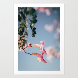 Pink flower | Nature photography  Art Print
